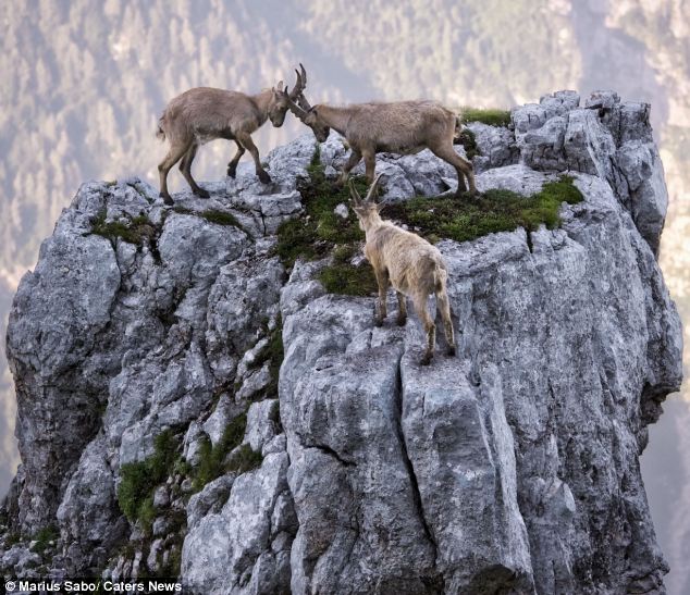 Mountain_goats_1 - Alpine Ibex (Capra ibex) ibexes.jpg 해발 4000미터의 아찔한 결투장